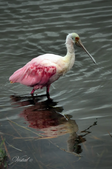 spoonbill-portrait-2x3-ratio